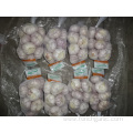 New Season Normal White Garlic 2019